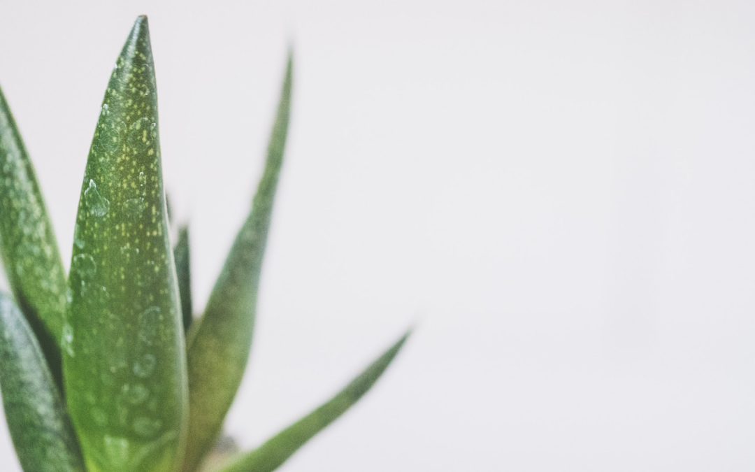 Aloe vera : decouvrez les bienfaits de cette plante miraculeuse